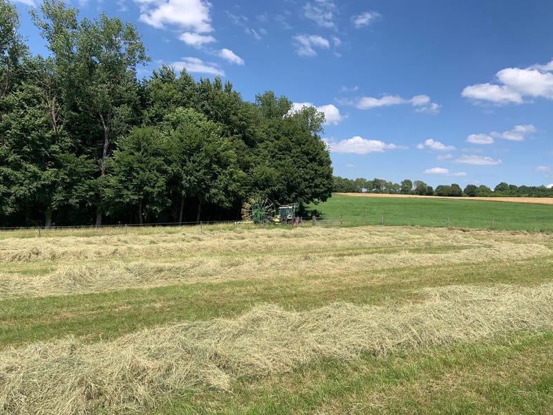 Hangwiese am Erntetag: gemähtes Gras liegt in Schwaden zum Trocknen, im Hintergrund wendet ein Kreiselzettwender die Mahd bei klarem Sommerwetter.