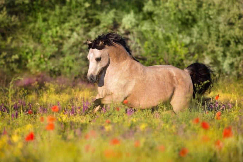 Pferd im Galopp über eine blühende Sommerweide mit Mohn und hohen Gräsern — zuckerreicher Aufwuchs, wie er bei EMS kritisch ist.